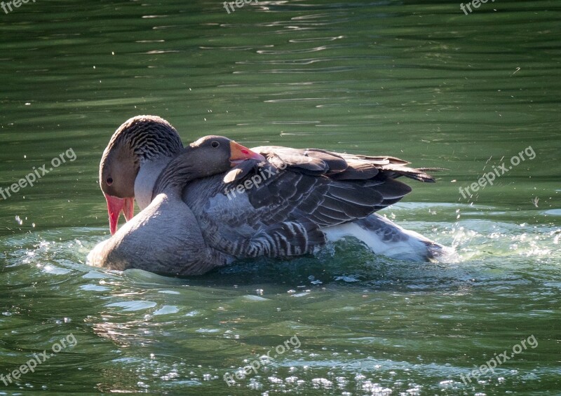 Geese Wrestling Water Animal Bird