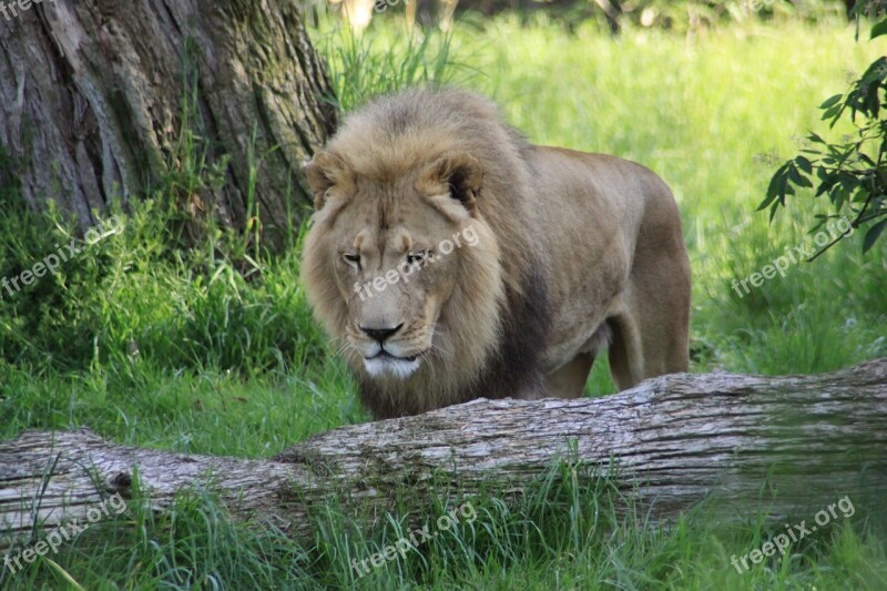 Lion Zoo Seattle Washington Free Photos