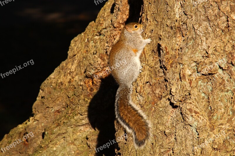 Squirrel Washington State Lincoln Park Free Photos