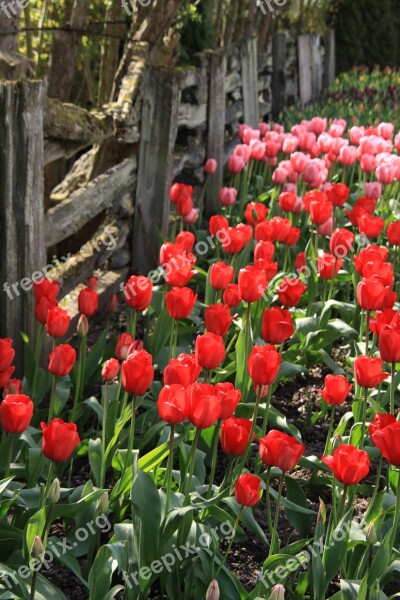 Tulips Fence Flowers Washington State Tulip Festival