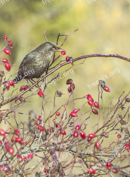 Bird Nature Birds Animal Forest