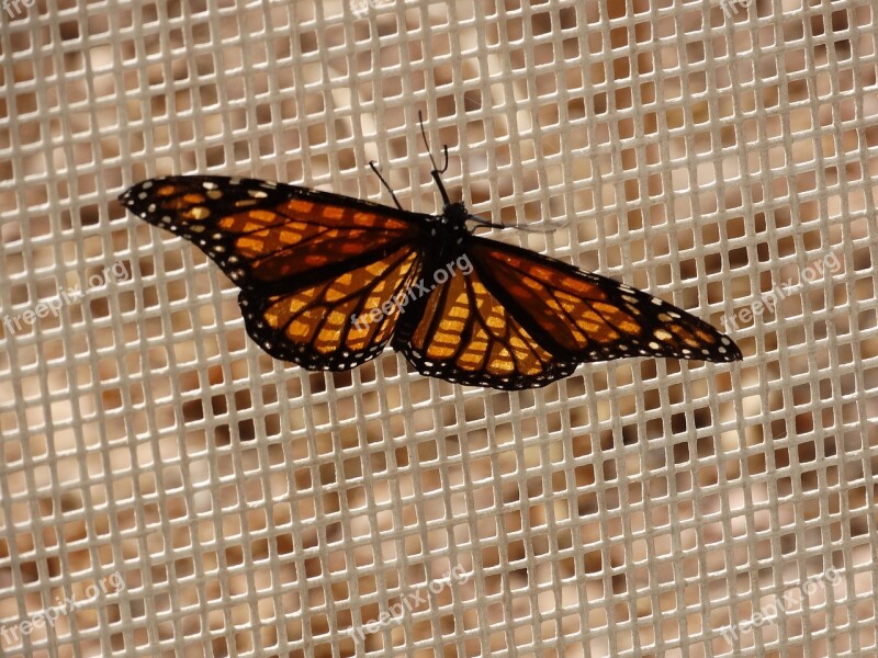 Butterfly Monarch Wings Orange Monarch Butterfly