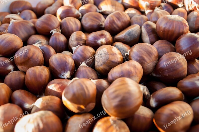 Chestnuts Plant October Nature Cantal