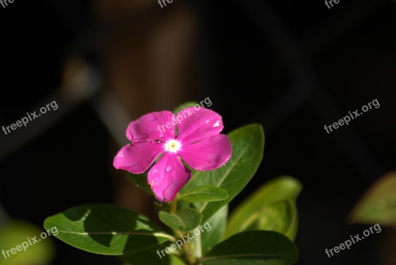 Purple Flower Regional Flowers Tlapa De Comonfort Gro