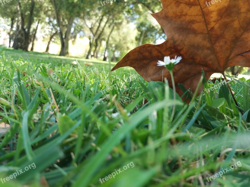 Leaf Dead Leaves Flower Grassland Summer