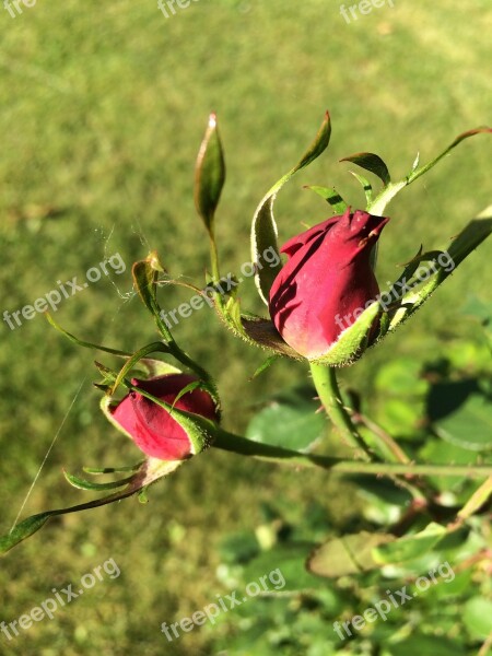 Rose Garden Flower Thorn Free Photos