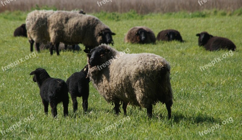 Sheep Pasture Wool Black Black Sheep