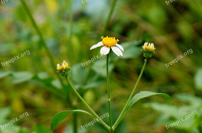 Wild Daisies White Natural Free Photos