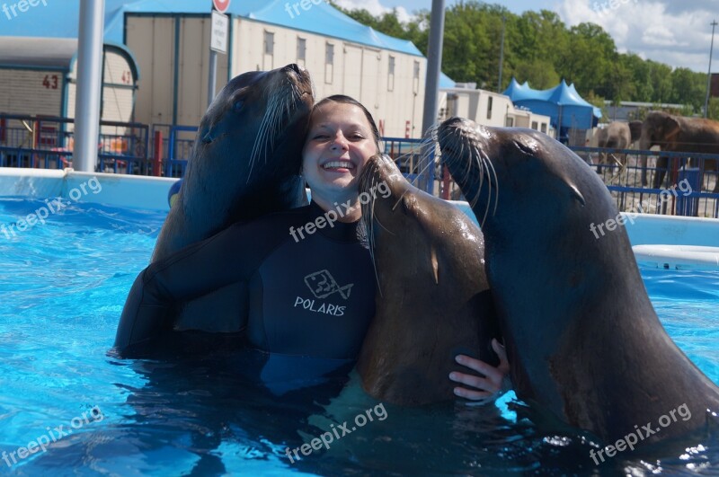 Seals Circus Water Fun Mammal