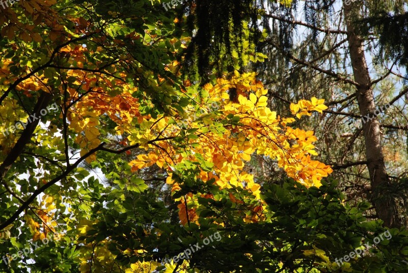 Golden Autumn Fall Foliage Forest Autumn Sun Ostwestfalen