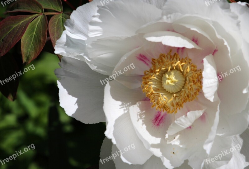 Flower Bloom Peony Free Photos