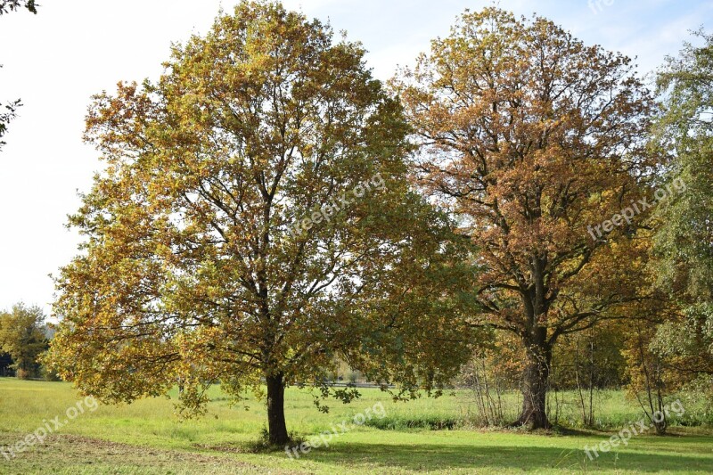 Autumn Tree Tree Fall Leaves Autumn Mood Free Photos