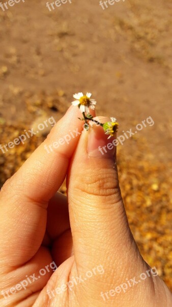 Flower Hand Nature Mountain Plant