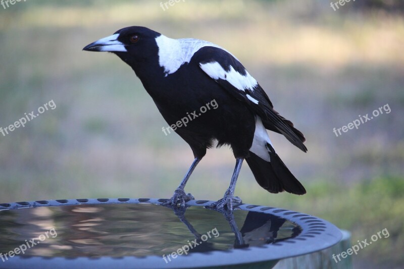 Australian Magpie Magpie Bird Black White