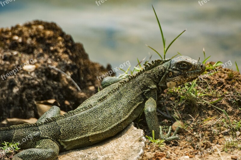 Iguana Reptiles Nature Animal World Green