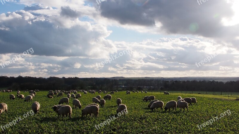 Wiltshire Sheep Clouds Sky Landscape