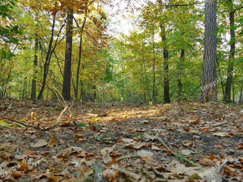 Forest Autumn Nature Golden Autumn Autumn Forest