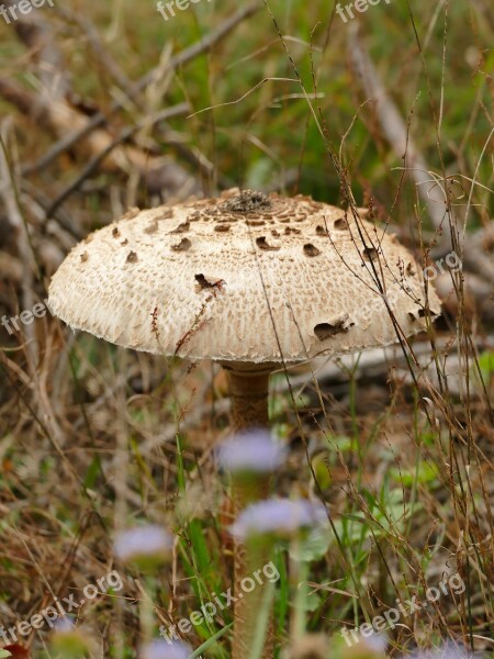 Autumn Mushroom Boletes Forest Mushroom Picking