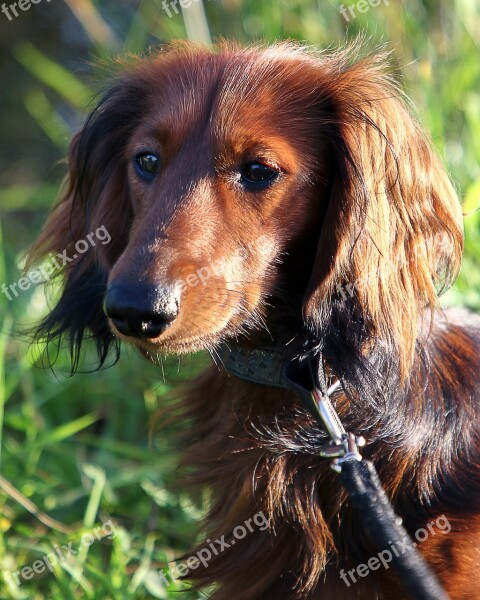 Dachshund Long Hair Dachshund Dachshund Dog Dog Free Photos