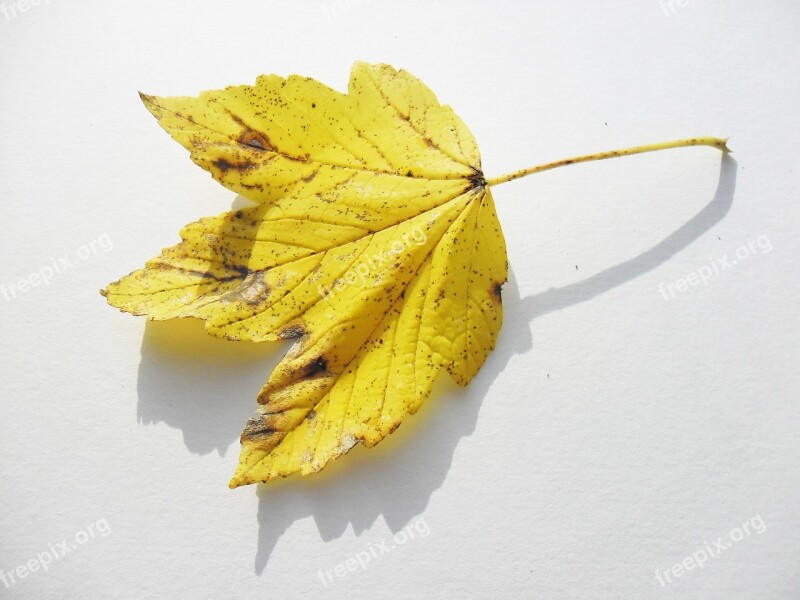 Maple Autumn Leaf Sheet Veins Autumn