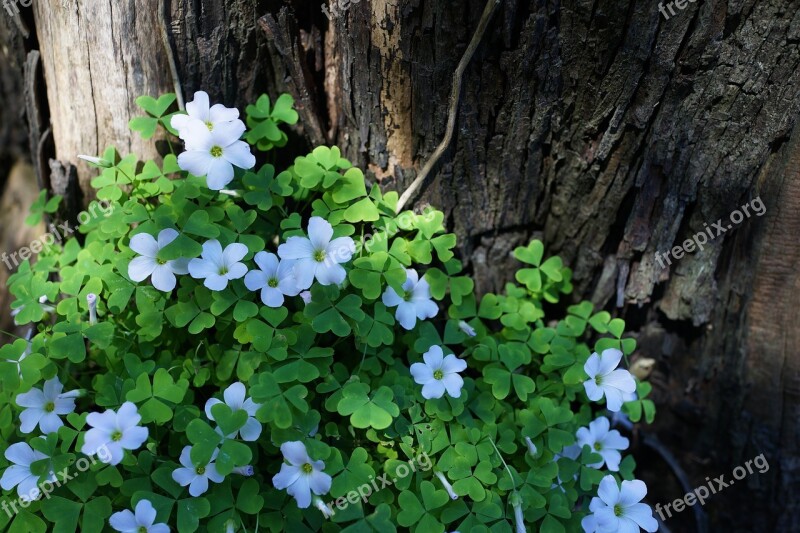 Native Flowers South Australia Tree Stump Pathways White