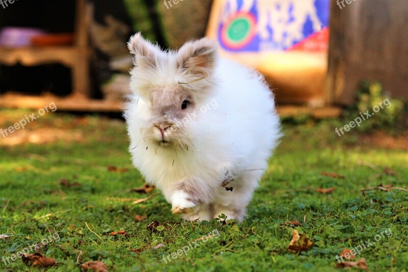 Rabbit Race Hare Wild Animal Forest