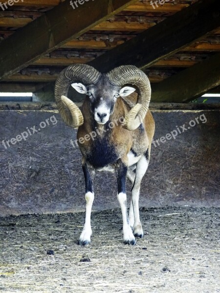 Mouflon Animal The Zoo Zveropark Revište