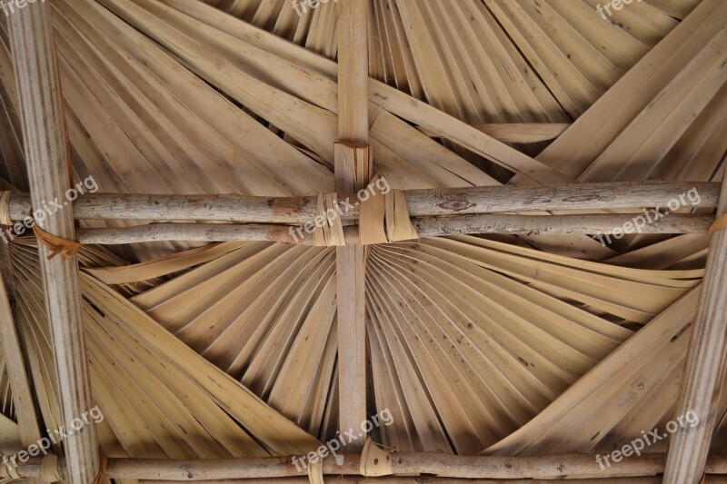 Roof Beige Nature Palm Trees Free Photos