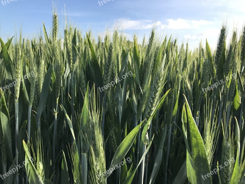 Green Fields Wheat Long Grass Nature Farming