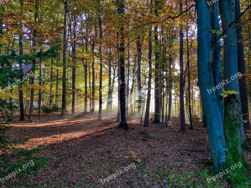 Forest Autumn Trees Golden Autumn Autumn Colours