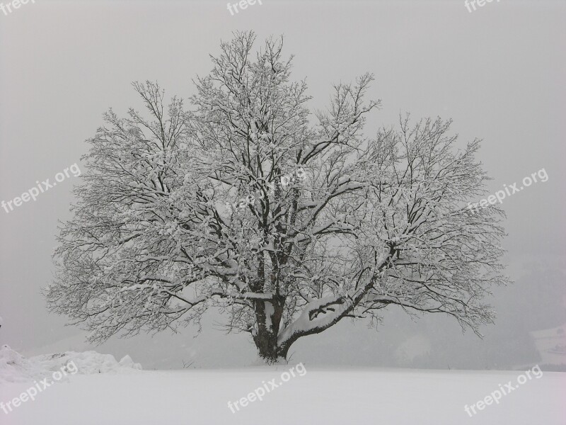 Winter Tree Wintry Mood Snow Landscape