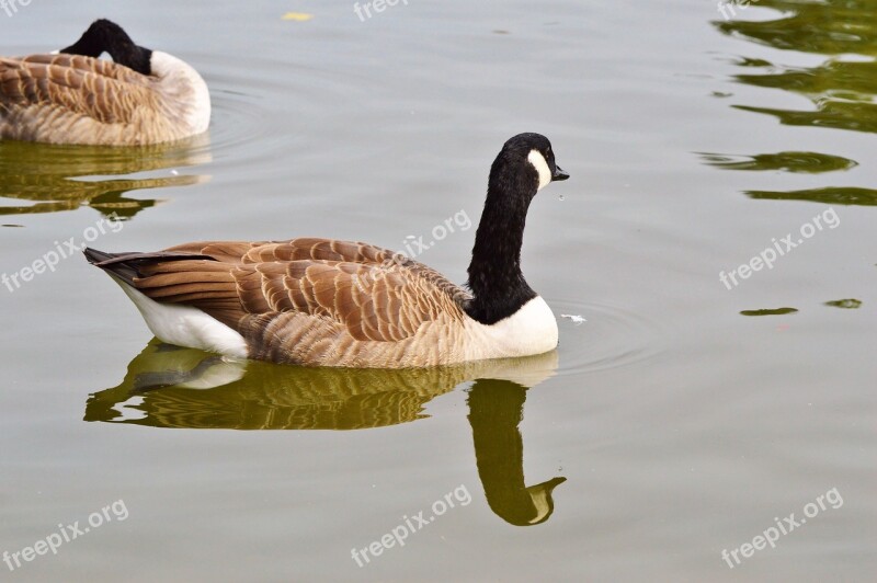 Wild Goose Goose Bird Water Bird Poultry