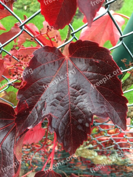 Autumn Leaf Colorful Autumn Autumn Colours Red Brown