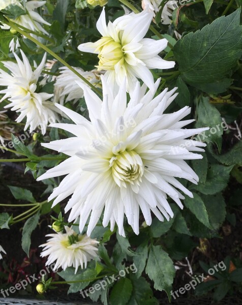 Autumn Flower White Chrysanthemum Garden Close Up