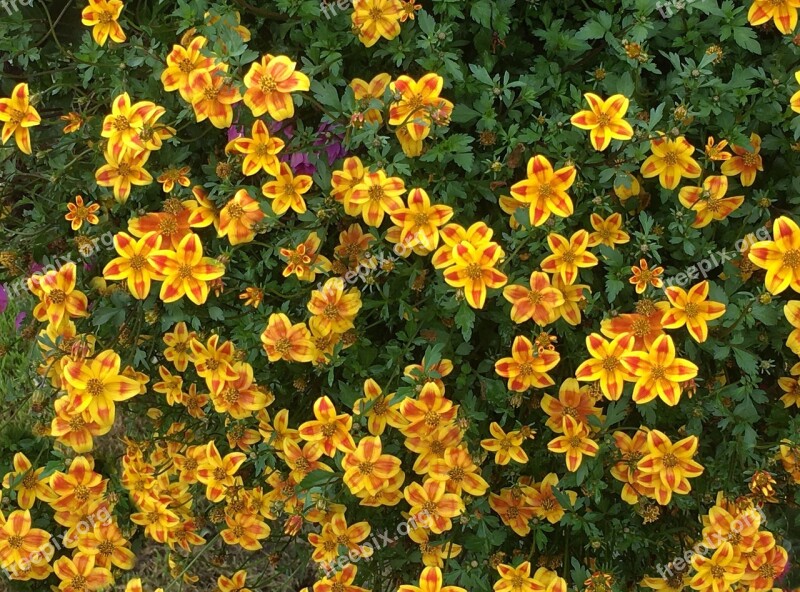 Autumn Carnation Yellow Flowers Stone Garden Colorful