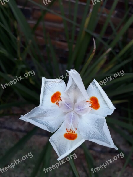 Flower White Tranquility White Flower Nature