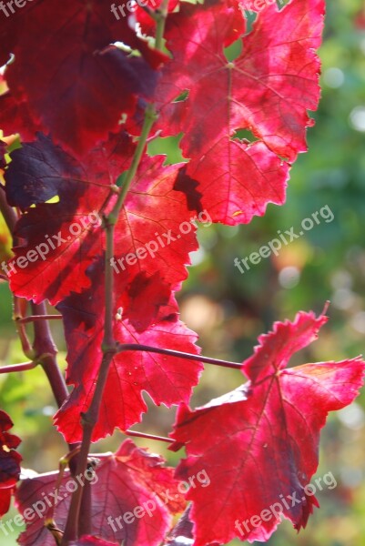 Rebstock Wine Vine Leaves Autumn Vine