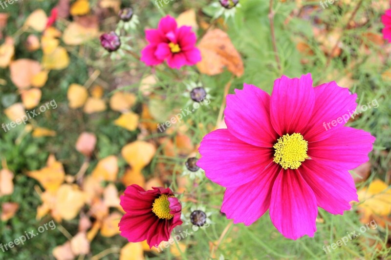 Anemones Autumn Yellow Leaves October Www