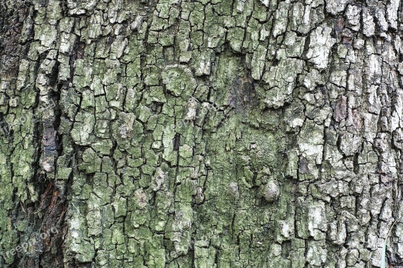 Tree Texture Billet Timber Detail Shots