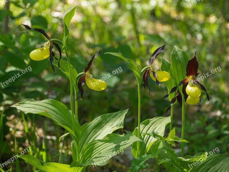 Orchid Barges Wild Orchid Frauenschuh Wild