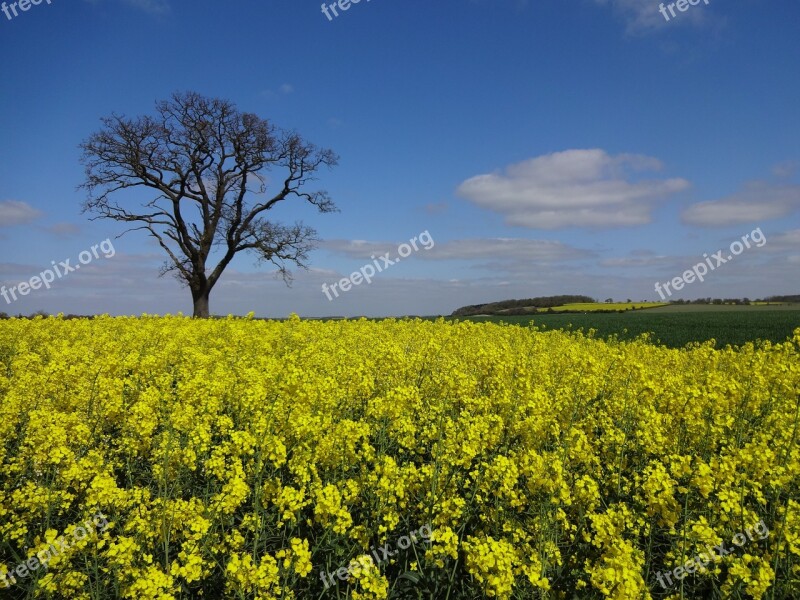 Tree Silhouette Tree On The Horizon Blue Sky Yellow Field Landscape