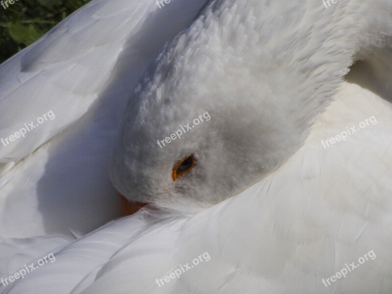 White Goose Goose Sleeping Goose Asleep Close Up Goose's Head Head Under Wing