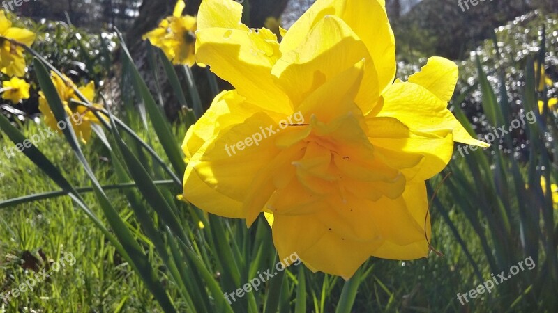 Narcissus Flower Nature Yellow Flower Nature Flower