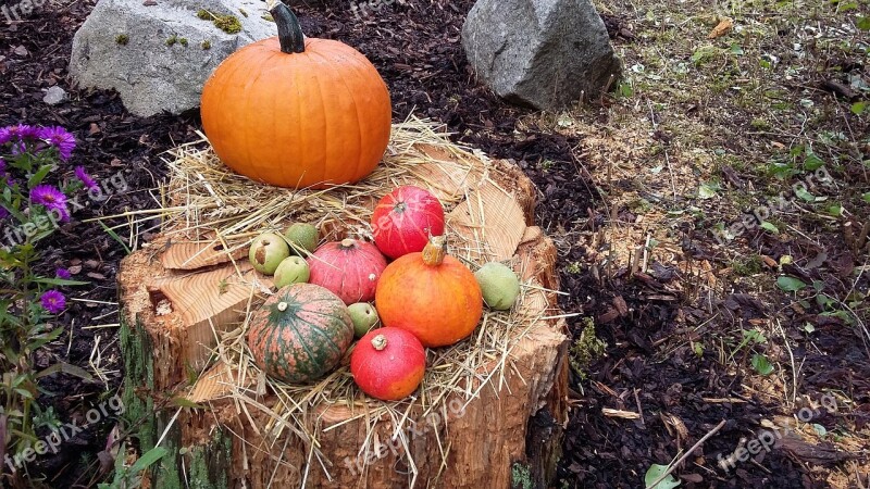 Autumn Nature Season Autumn Decoration Thanksgiving