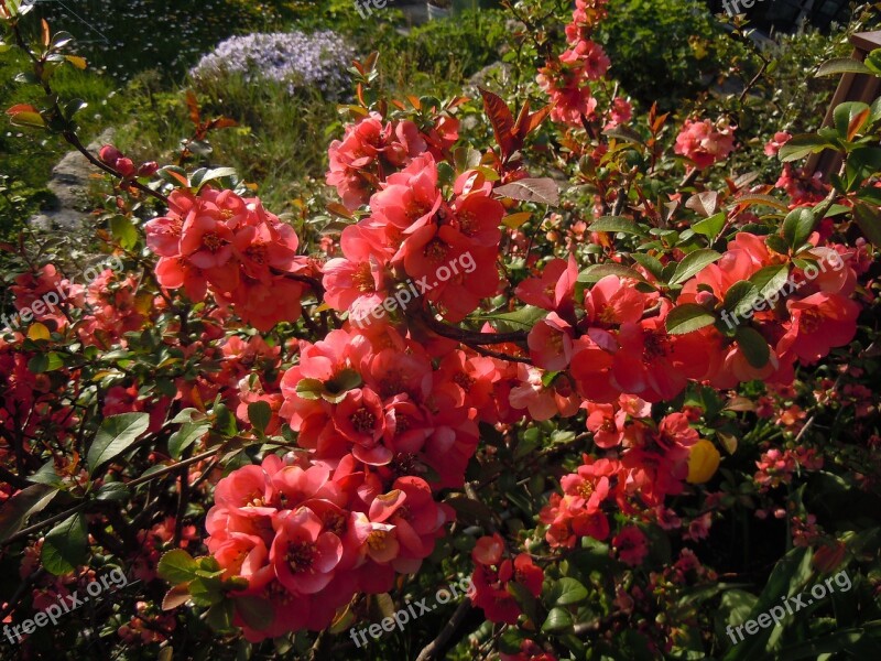 Bill Quince Chaenomeles Bush Flowers Free Photos