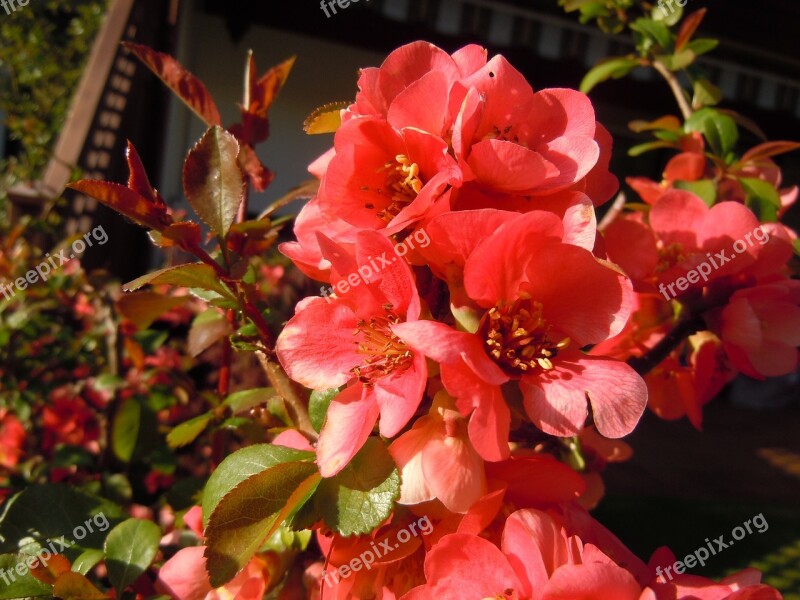 Bill Quince Chaenomeles Bush Flowers Free Photos