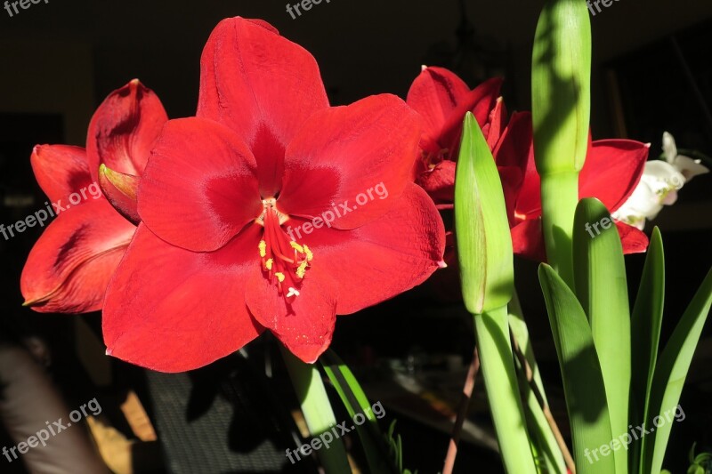 Hippeastrum Knights Star Amaryllis Flower Free Photos