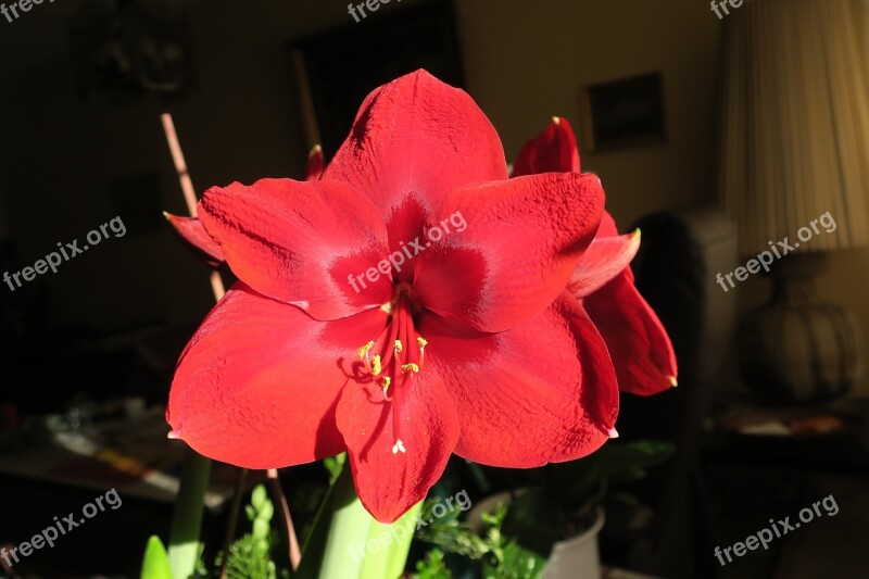 Hippeastrum Knights Star Amaryllis Flower Free Photos