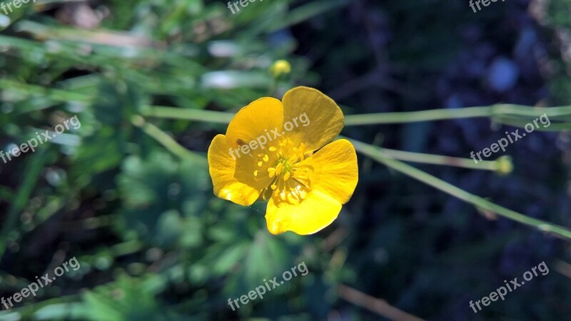 Nature Flower Garden Yellow Flower Bloom