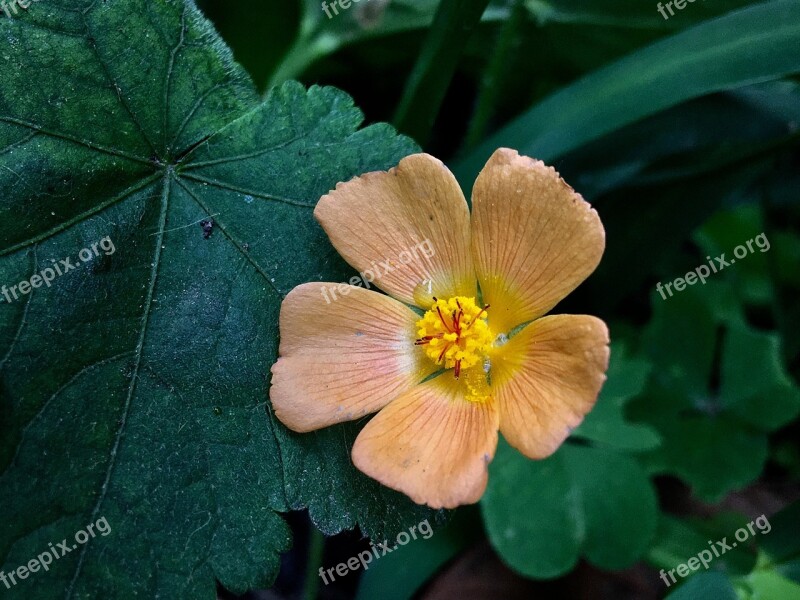 Wild Flower Yellow Nature Yellow Flower Flower